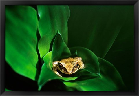 Framed Coqui Frog in Puerto Rico Print