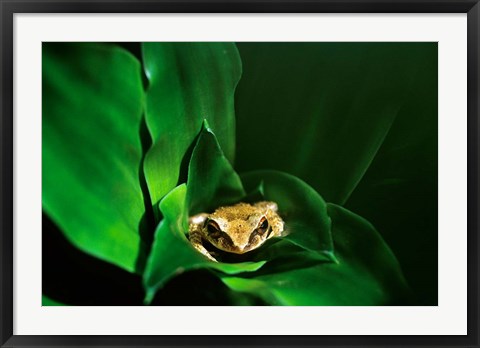 Framed Coqui Frog in Puerto Rico Print