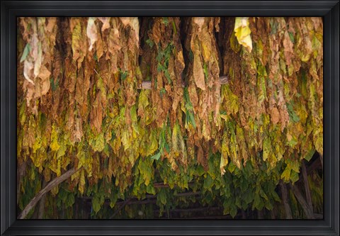 Framed Drying tobacco, Cuba Print