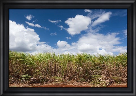 Framed Cuba, Jaguey Grande, sugar cane agriculture Print