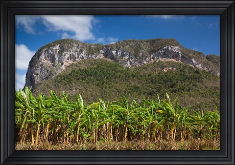 Framed Cuba, Pinar del Rio Province, Palm plantation Print