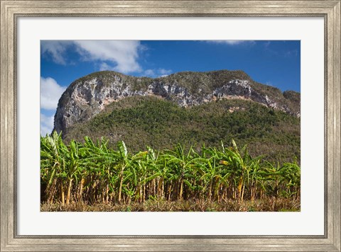 Framed Cuba, Pinar del Rio Province, Palm plantation Print