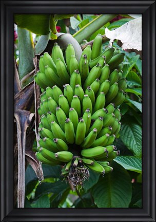 Framed Cuba, Topes de Collantes banana fruit tree Print