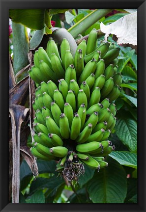 Framed Cuba, Topes de Collantes banana fruit tree Print