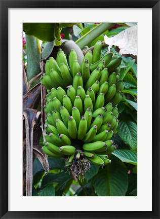 Framed Cuba, Topes de Collantes banana fruit tree Print