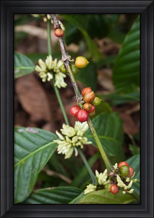 Framed Cuba, Trinidad, Topes de Collantes park coffee Print