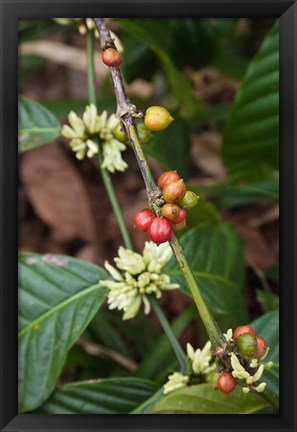 Framed Cuba, Trinidad, Topes de Collantes park coffee Print