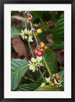 Framed Cuba, Trinidad, Topes de Collantes park coffee Print