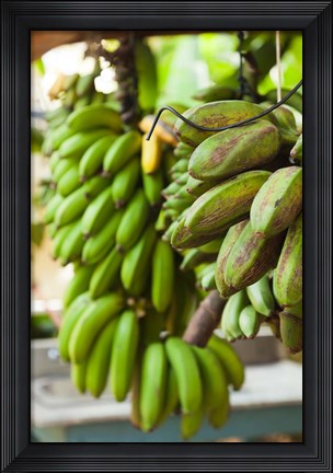 Framed Cuba, Vinales, El Jardin de Caridad, Bananas Print