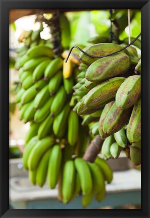 Framed Cuba, Vinales, El Jardin de Caridad, Bananas Print