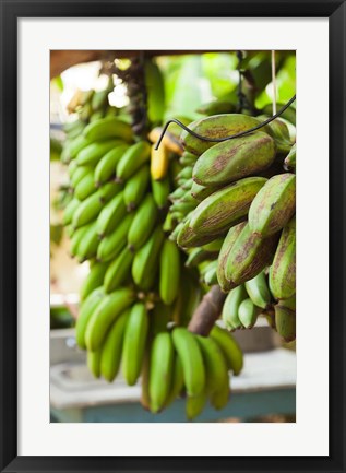 Framed Cuba, Vinales, El Jardin de Caridad, Bananas Print