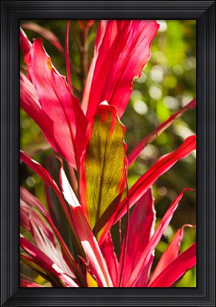 Framed Cuba, Vinales, El Jardin de Caridad, Garden flora Print