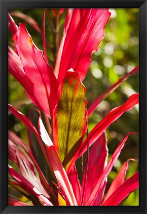 Framed Cuba, Vinales, El Jardin de Caridad, Garden flora Print