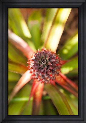 Framed Cuba, Vinales, El Jardin de Caridad, Pineapple Print