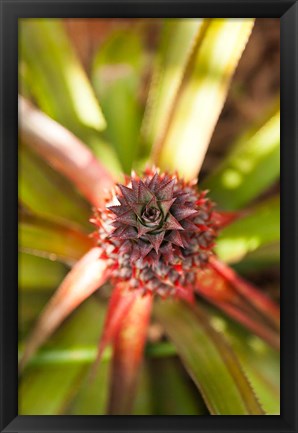 Framed Cuba, Vinales, El Jardin de Caridad, Pineapple Print