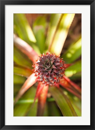 Framed Cuba, Vinales, El Jardin de Caridad, Pineapple Print