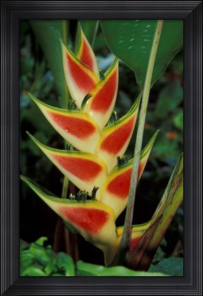 Framed Lobster Claw, Roseau, Dominica Print