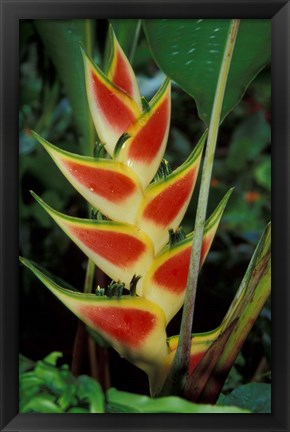 Framed Lobster Claw, Roseau, Dominica Print