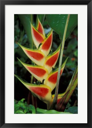 Framed Lobster Claw, Roseau, Dominica Print