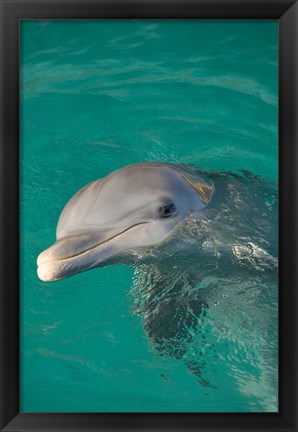 Framed Netherlands Antilles, Curacao, Dolphin Academy Print