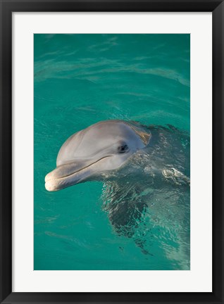 Framed Netherlands Antilles, Curacao, Dolphin Academy Print