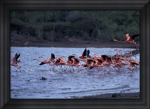 Framed Flamingo Sanctuary, Curacao, Caribbean Print