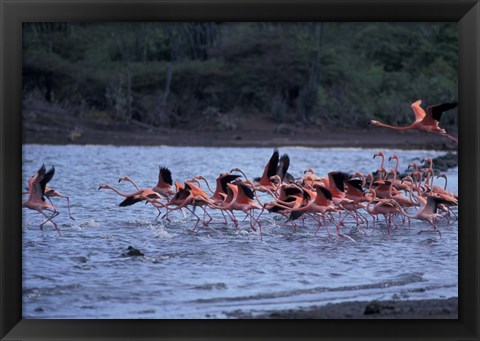 Framed Flamingo Sanctuary, Curacao, Caribbean Print