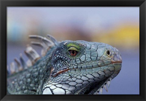 Framed Iguana, Curacao, Caribbean Print