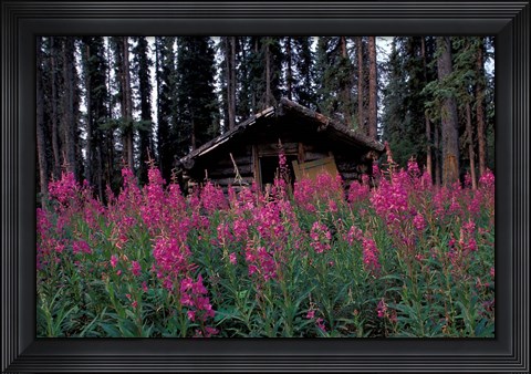 Framed Abandoned Trappers Cabin Amid Fireweed, Yukon, Canada Print