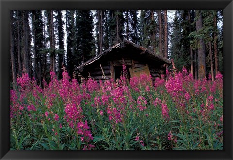 Framed Abandoned Trappers Cabin Amid Fireweed, Yukon, Canada Print