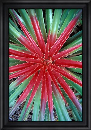 Framed Cactus Detail, Chrstoffel National Park, Curacao, Caribbean Print
