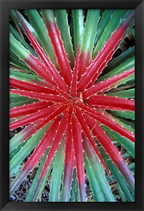 Framed Cactus Detail, Chrstoffel National Park, Curacao, Caribbean Print