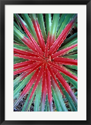 Framed Cactus Detail, Chrstoffel National Park, Curacao, Caribbean Print