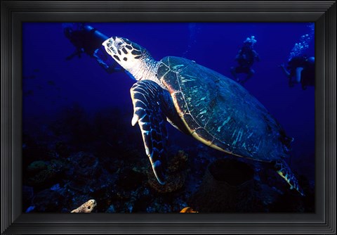 Framed Loggerhead Turtle, Dominica, Caribbean Print