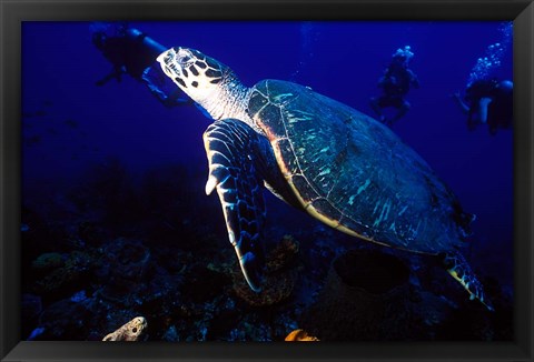 Framed Loggerhead Turtle, Dominica, Caribbean Print