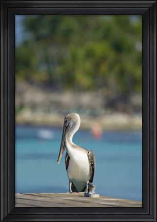 Framed Dominican Republic, Bayahibe, Pelican bird Print