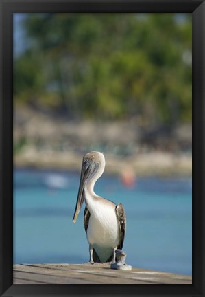 Framed Dominican Republic, Bayahibe, Pelican bird Print