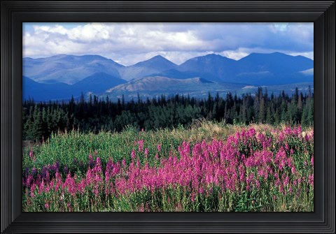 Framed Fireweed Blooms near Kluane National Park, Yukon, Canada Print