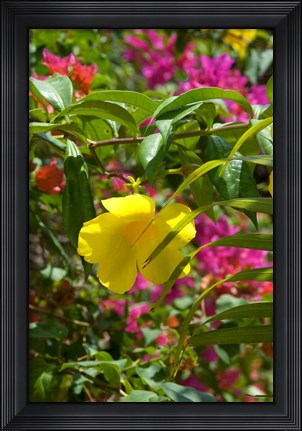 Framed Bouganvillea, Dominican Republic Print