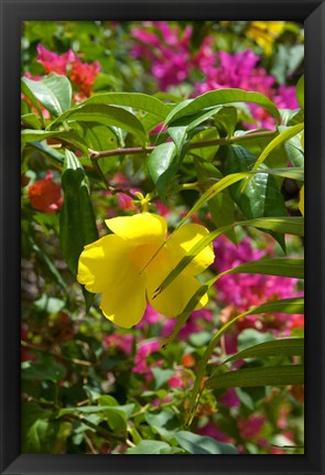 Framed Bouganvillea, Dominican Republic Print