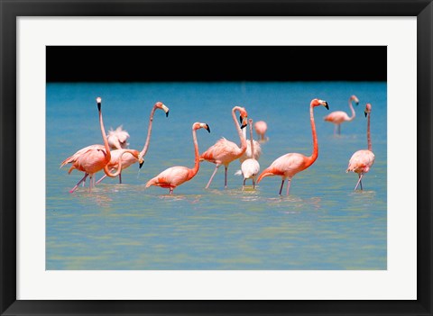 Framed Tropical Bird, Flamingos, Barahona, Dominican Republic Print