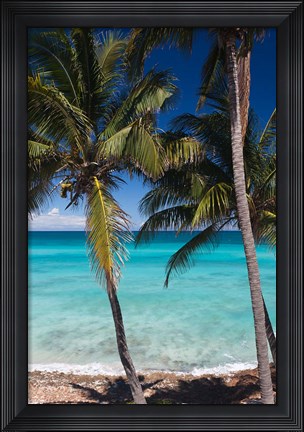 Framed Cuba, Matanzas Province, Varadero, Varadero Beach palms Print