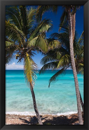 Framed Cuba, Matanzas Province, Varadero, Varadero Beach palms Print