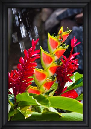 Framed Dominica, Roseau, heliconia, red ginger flowers Print