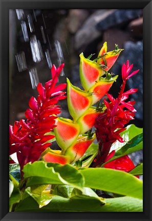 Framed Dominica, Roseau, heliconia, red ginger flowers Print