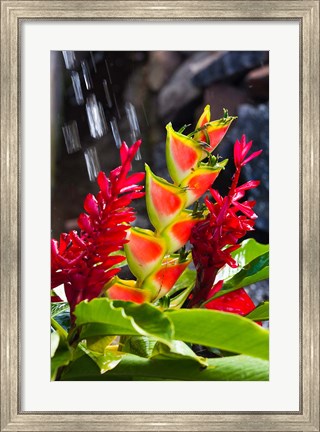 Framed Dominica, Roseau, heliconia, red ginger flowers Print