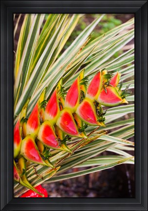Framed Dominica, Roseau, tropical heliconia flower Print