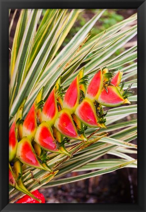 Framed Dominica, Roseau, tropical heliconia flower Print