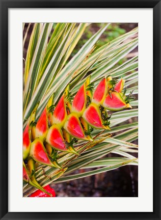 Framed Dominica, Roseau, tropical heliconia flower Print