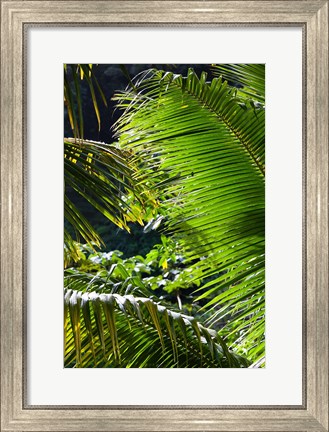 Framed Dominica, Roseau, Vegetation, rainforest Print